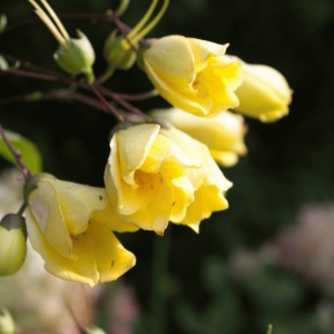 Kirengeshoma palmata (Koreana Group) (Yellow wax bells)