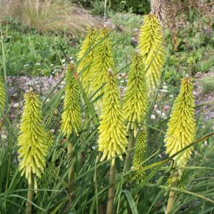 Kniphofia 'Percy's Pride' (Red hot poker 'Percy's Pride')