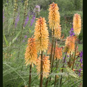 Kniphofia 'Bees Sunset' (Red hot poker 'Bees Sunset. Syn. Kniphofia 'Shining Sceptre')