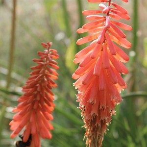 Kniphofia 'Timothy' (Red hot poker 'Timothy')
