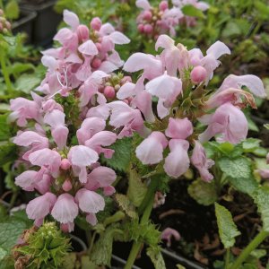 Lamium maculatum 'Pink Pewter' (Spotted deadnettle 'Pink Pewter')