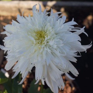 Leucanthemum x superbum 'Fiona Coghill' (Shasta daisy 'Fiona Coghill')