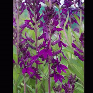 Lobelia x speciosa 'Hadspen Purple' (PBR)