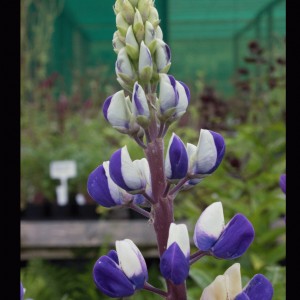 Lupinus 'The Governor' (Lupin 'The Governor' (Band of Nobles Series))