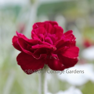 Lychnis coronaria Gardeners' World = 'Blych' (Rose campion 'Gardeners' World')