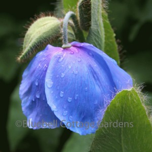 Meconopsis betonicifolia 'China Blue' Syn. Meconopsis 'Lingholm (Himalayan Blue Poppy)