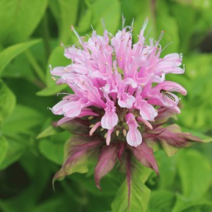 Monarda 'Croftway Pink' (Bee Balm/Bergamot 'Croftway Pink')