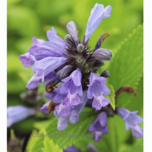 Nepeta subsessilis (Catmint)
