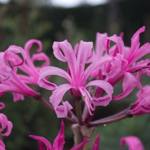 Nerine bowdenii (Bowden cornish lily)