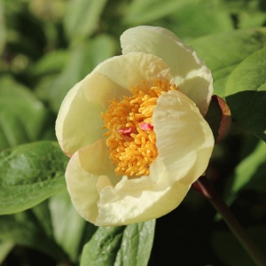 Paeonia mlokosewitschii (Peony 'Molly The Witch')