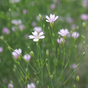 Petrorhagia saxifraga (Tunic flower)
