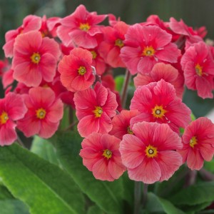 Primula 'Don Keefe' (Polyanthus 'Don Keefe')