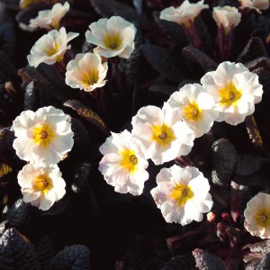 Primula vulgaris 'Dunbeg' (Primrose 'Dunbeg')
