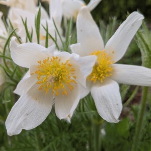 Pulsatilla vulgaris 'Alba' (Pasque flower - white)