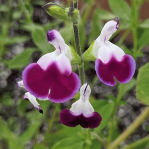 Salvia Amethyst Lips = 'Dyspurp' (Sage 'Amethyst Lips')