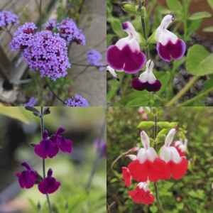 Scented Salvia collection (3 fabulous scented Salvias plus Verbena bonariensis)