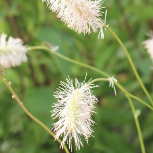 Sanguisorba obtusa 'Alba' (Japanese burnet - white)
