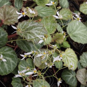 Saxifraga stolonifera 'Cuscutiformis' (Creeping Saxifrage, Strawberry Saxifrage)