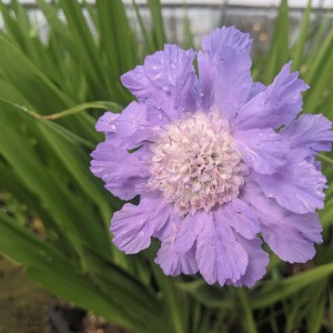 Scabiosa caucasica 'Clive Greaves' (Scabious 'Clive Greaves')