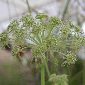 Selinum wallichianum (Wallich milk parsley)