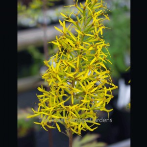 Sinacalia tangutica (Chinese ragwort)