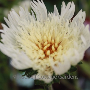 Stokesia laevis 'Mary Gregory' (Stoke's aster 'Mary Gregory')
