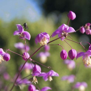 Thalictrum delavayi (Chinese meadow rue)