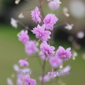Thalictrum delavayi 'Hewitt's Double' (Chinese meadow rue 'Hewitt's Double')
