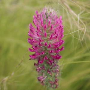 Trifolium rubens 'Red Feather' (Ornamental clover 'Red Feather')