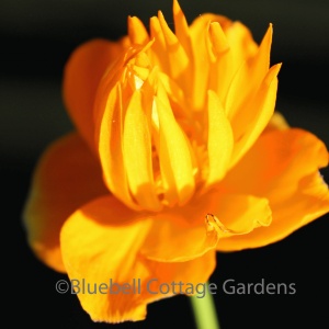 Trollius chinensis 'Golden Queen' (Globeflower 'Golden Queen')