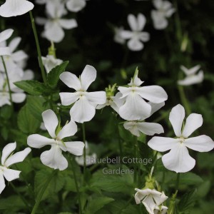 Viola cornuta Alba Group (Viola white flowered)