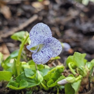 Viola sororia 'Freckles' (Meadow violet)